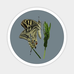 Scarce Swallowtail Butterfly Vector Art Magnet